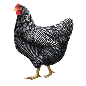 灰色鸡PNG图像- 2171
